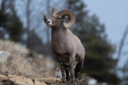 View of a bighorn sheep with large curved horns standing on a rocky ledge in Yellowstone National Park, United States.