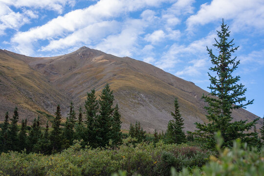 View of Mount Belford Oxford in the Collegiate Peaks Wilderness with coniferous trees and mountain slopes under a blue sky in Buena Vista, Colorado.