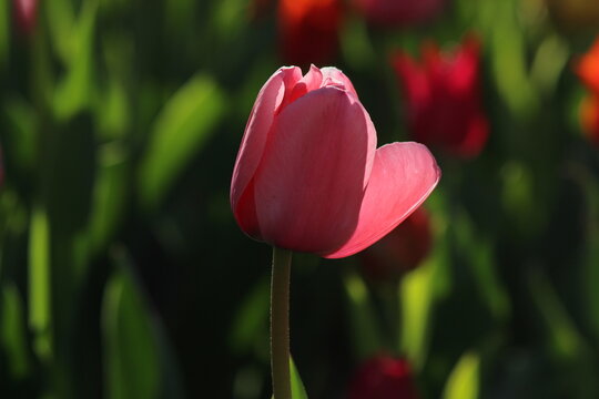 View of a vibrant pink tulip blooming in Alaaddin Hill Park, with soft sunlight highlighting its petals against a blurred garden background in Selcuklu, Konya, Turkiye.