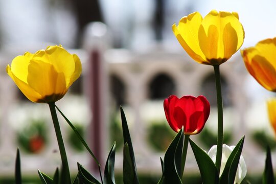 View of yellow and red tulips blooming in Alaaddin Hill Park, with soft sunlight illuminating the petals in Selcuklu, Konya, Turkiye.