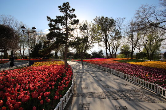 View of the vibrant tulip beds lining the paved pathway in Alaaddin Hill Park, surrounded by lush trees and bathed in warm sunlight, Selcuklu, Konya, Turkiye.