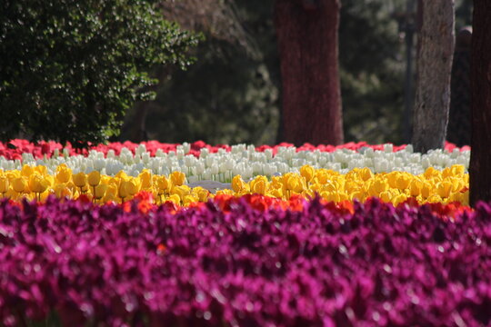View of Alaaddin Hill Park featuring vibrant rows of purple, yellow, and white tulips in full bloom during a sunny day in Selcuklu, Konya, Turkiye.