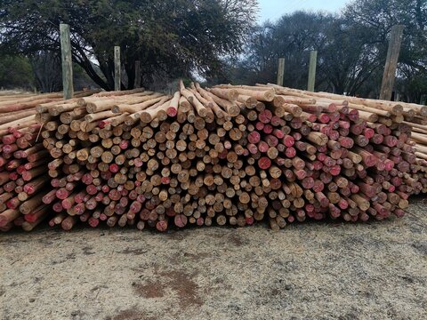 View of a timber yard with neatly stacked wooden poles and planks set aside for air drying, showcasing natural textures and an industrious atmosphere in Pretoria, Gauteng, South Africa.