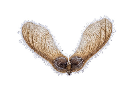 Frost Covered Maple Seed Samara