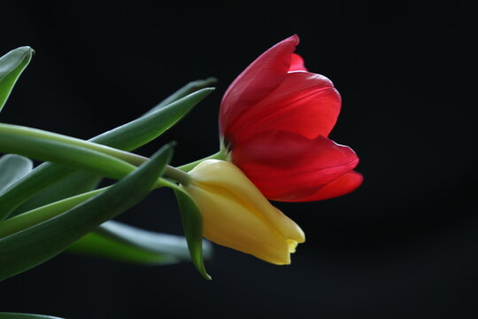 View of a vibrant red tulip and a yellow tulip with green stems against a dark background in Selcuklu, Konya, Turkiye.