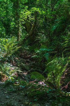 View of a lush, green woodland path filled with ferns and dense foliage under a canopy of trees in Lansallos, England, United Kingdom.