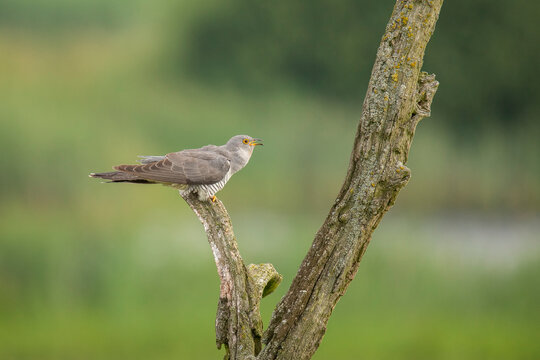 Cuckoo, Common Cuckoo, Cuculus canorus