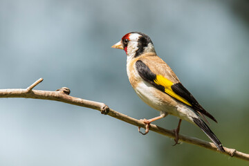 Obraz premium European Goldfinch, Goldfinch, Carduelis carduelis