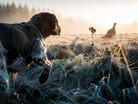 Spotted pointing dog watching male pheasant across frosty field grass