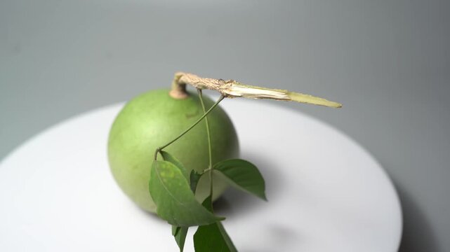 Bael Fruit &ndash; Aegle Marmelos, Traditional Indian Wood Apple Fruit with Hard Shell, Aromatic Pulp, Natural Nutrition and Ayurvedic Heritage