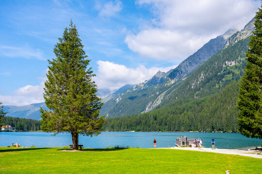 View of Antholzer See with a large pine tree on the grassy shore, clear blue water, and majestic mountains in the background in Rasen-Antholz, Trentino-Alto Adige, Italy.