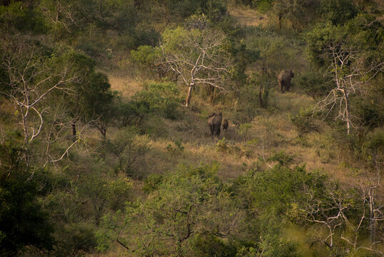 Asian elephants walking through lush wild jungle vegetation in Kerala India