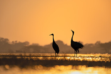 Obraz premium Silhouetted Sarus Cranes at sunrise in Keoladeo National Park, framed against a glowing golden sky and shimmering wetland reflections, capturing a serene moment of natural display.