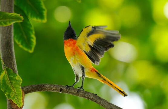 Colorful Minivet Spreading Wing on Forest Branch