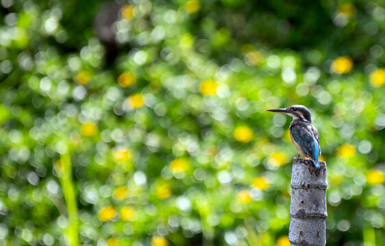Kingfisher Perched Above Bright Green Wetland