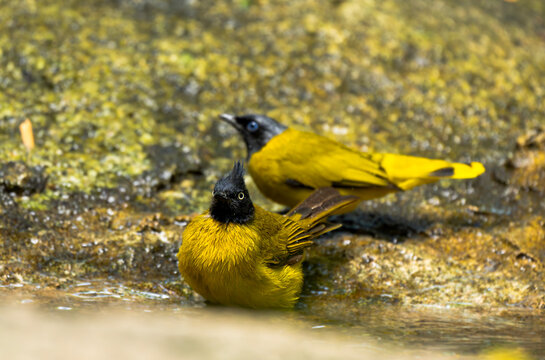 Black Crested Bulbuls Bathing in Shallow Water