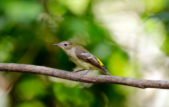 Female Yellow-Rumped Flycatcher  Perched on Woodland Branch