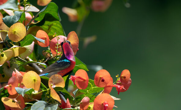 Van Hasselt's Sunbird Among Orange Tropical Flowers