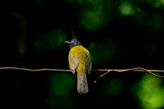 Black Crested Bulbul on Dark Forest Branch