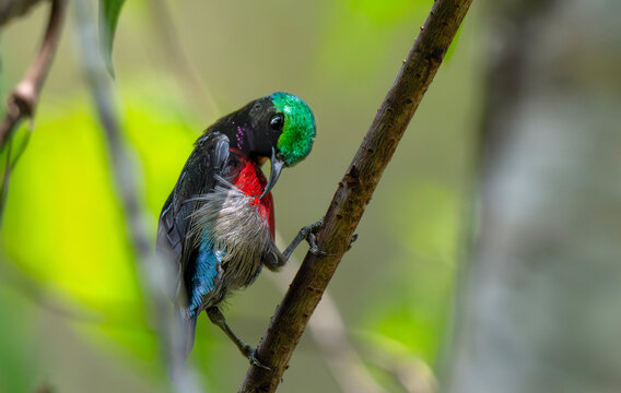 Van Hasselt's Sunbird Preening on Woodland Branch