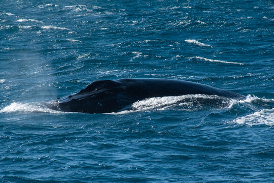 View of a humpback whale surfacing in the deep blue waters of the Ningaloo Reef, creating a gentle wake as it moves through the ocean, Ningaloo, Western Australia, Australia.