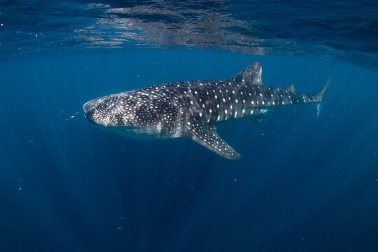 View of a whale shark swimming in the deep blue waters of the Ningaloo Reef near Exmouth, Western Australia, Australia.