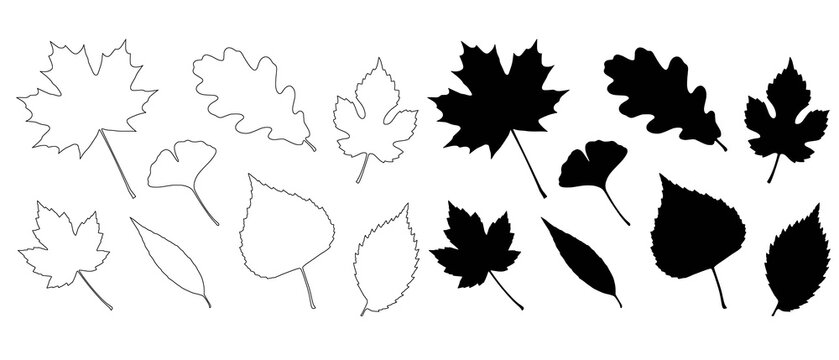 Diverse collection of leaf outlines and black silhouettes isolated on transparent background