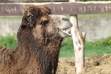 Obraz premium camel 
