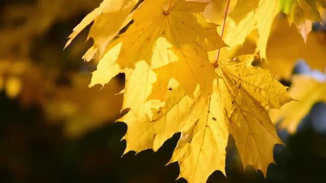 The leaves sway gently in the breeze against a slightly dark, shimmering (bokeh) background, creating a serene, peaceful, and aesthetic autumn atmosphere.