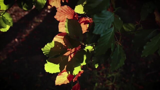Sunlight filtered through the gaps in the foliage, creating a soothing and aesthetically pleasing blend of vibrant green and golden-orange hues characteristic of autumn.