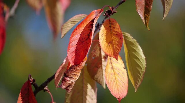 A close-up shot of reddish-orange autumn leaves on a tree branch, bathed in warm sunlight against a blurred background of golden-green trees (bokeh).