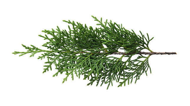A single green cedar branch with flat needle foliage white with scale on transparent background