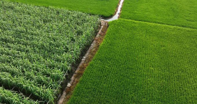 Aerial footage of green leek leaves in growth at vegetable garden