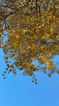 Overhead view of golden-yellow birch canopy with delicate branches and falling leaves against clear blue sky, bright midday light enhancing warm autumn tones and fine leaf detail, diagonal
