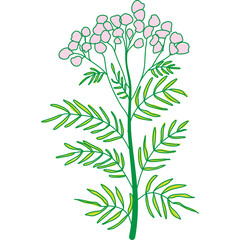 Pink yarrow flower blooming with green leaves in a simple illustration © syaifuddin
