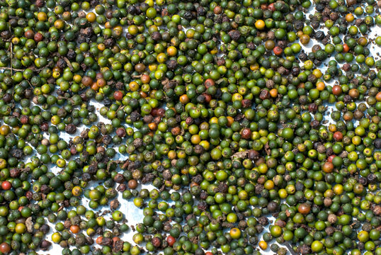 Abstract macro texture of fresh green and yellow peppercorns. Organic black pepper harvest from a spice farm in Kerala.