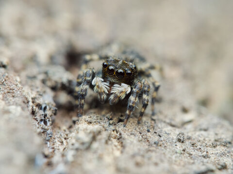 Cute jumping spider genus of attulus  on the wood from front view