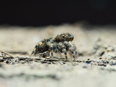 Cute jumping spider genus of attulus on the wood from side view