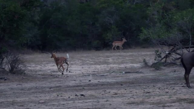 Impala rams snorting, barking, chasing each other