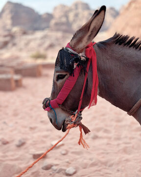 View of a donkey wearing a red harness standing in the desert landscape of the ancient city of Petra, Wadi Musa, Ma'an Governorate, Jordan.