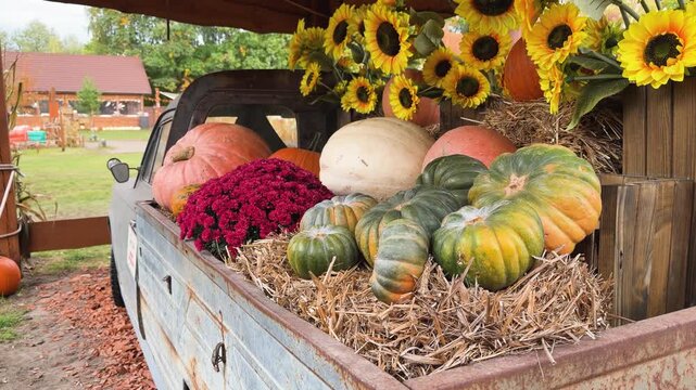 pumpkin patch at farm