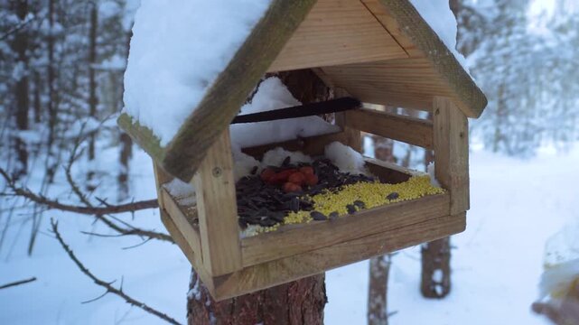 A man in warm mittens fills a wooden bird feeder with grain and seeds in a snowy forest. The winter landscape, pine trees and fresh snow create an atmosphere of caring for wildlife in the cold season
