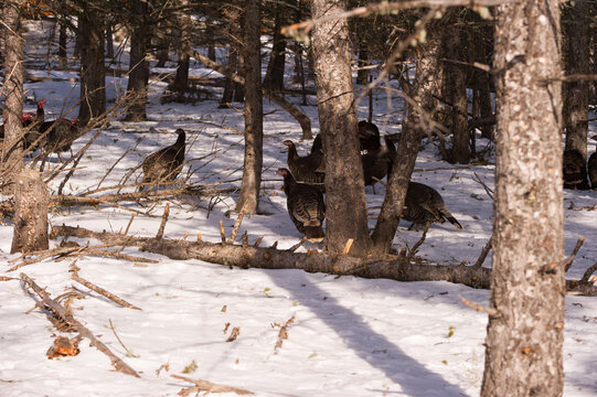 View of wild turkeys foraging in a snow-covered forest with pine trees and fallen branches in USA.