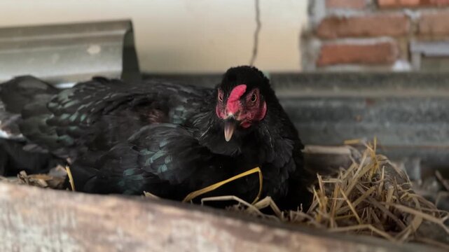 The hen is brooding on her eggs and is angry.