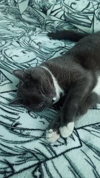 A gray-and-white cat on a bedspread licks the paw of a black-and-white comic book bedspread. A close-up of a pet on a bed, a pattern on a cloth.