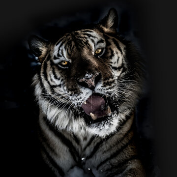 View of a Siberian tiger with intense amber eyes and open mouth showing teeth, set against a dark background in the USA.