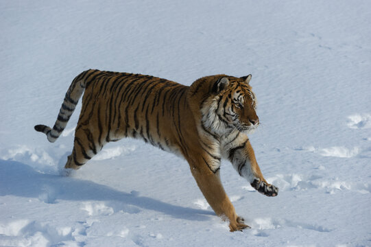 View of a Siberian tiger running through deep snow in a winter landscape, USA.