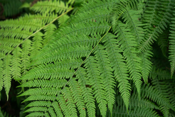 Green fern leaves close-up, natural forest foliage texture © Павел Костенко