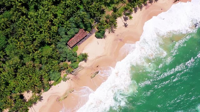 Tropical shoreline and palm trees from above in Sri Lanka