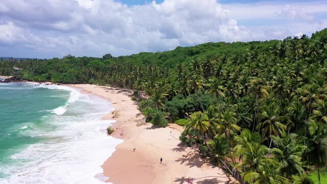 Tropical beach and dense palm forest in Sri Lanka
